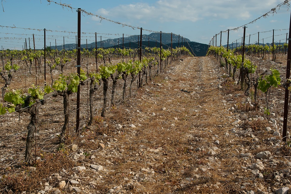 Podloga kober 5bb sadnja vinove pegavost lozne podloge rojatska kordunica vinograd podizanje đubrenje vinograda vinograd zemljište kako postaviti