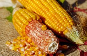 otkup kukuruza tržište kukuruz oplodnja koliki ambar za kukuruz zrna spremite kukuruz