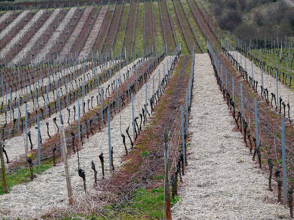 sadnja loznih kalemova vinograd vinova loza rezidba mraz u vinogradu