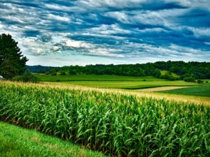 izbor hibrida silaža hibrid kukuruz borealis setva kukuruza fosfor kako plodored kukuruza folijarna prihrana rastvorom