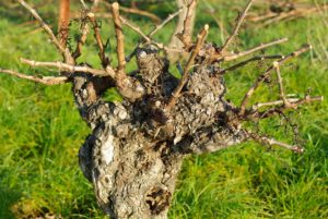 gljive vinograd mirovanja rezidba vinove loze crne pegavosti