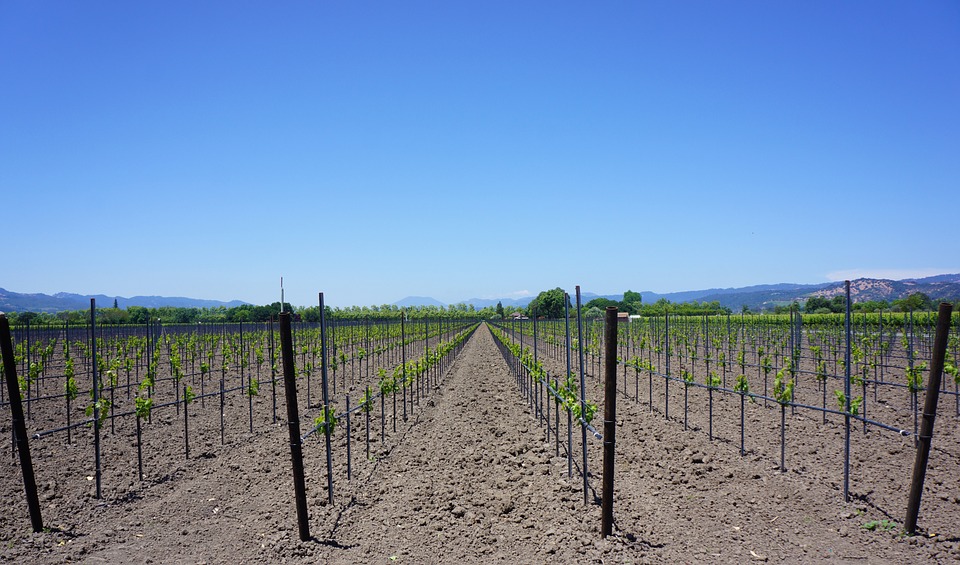 djubrenje vinograd humifikacija morava crna pegavost vinogradarski boja zemljišta