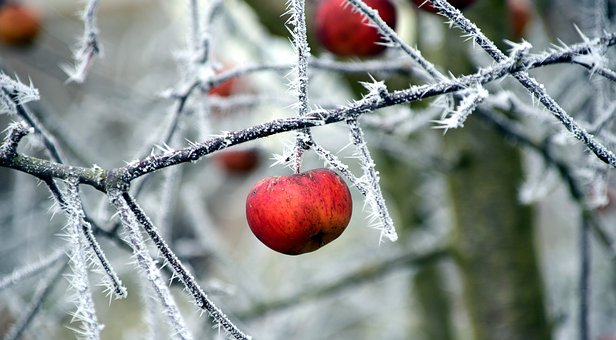 zima voćnjaci zimski pregled zimsko mirovanje stare sorte