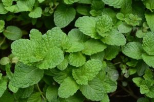 menta nana je lekovita lekovito aromatično pitoma nana