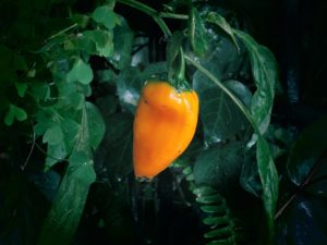 paprika uticaj nekroza vrha ploda zeleno uvenuće mleko štiti organskapaprika vlažna paprika trips organska bakterize paprike