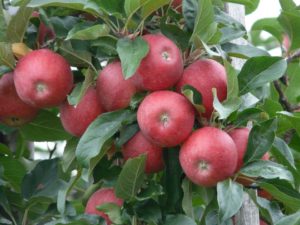 irig sajam perspektive voćarstva vivo sajam maline jabuke rusija uloga makroelemenata jabuka uvoz autohtone sorte jabuka boja jabuke izvoz poljoproizvoda jabuka boja djubrenje voćnjaka