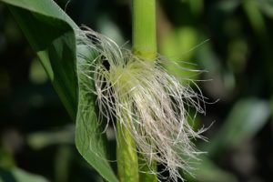 kukruzna svila prinos useva kukuruz zahteva proizvodnja semena kukuruz