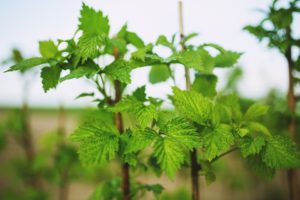 malina nudi malina rezidba maline miner malina zaštita folijarna đubrenje zasada malina razmnožavanje malina sadnja maline obole grinje maline