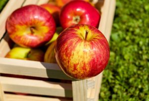 jabuka svet stratifikovanje semena bolesti u jabučnjaku jabuka trešnja