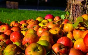 nevreme srbija izvoz gorka radovi đubrivo savetovanje voćara jabuke njihovo čuvanje jabuke u svetu jabuka rano