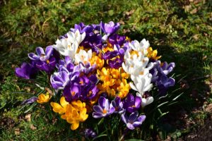 krokus