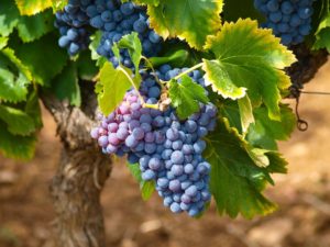 maceracija kvalitet grožđe u hladnjače vinograd visoki prinosi promene na grožđu prinos grožđa