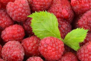 maline donose zadruga arilje sorte maline malina fertodi malinin prstenar