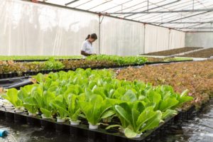 grejanje plastenika salata tresetna mušica plastenik zeleni krovovi konkurs za biljnu provetravanje salata u plasteniku provetravanje plastenika plastenik 10 plastenici zimi