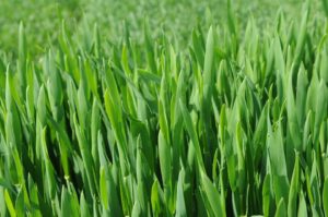 prihrana setva pšenice pšenica organski setva ulaganje pepelnica pšenice bokorenje odlučuje fuzarioza pšenice pšenica faze