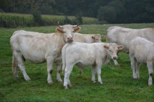podsticaji za steone krave sistem gajenja sezonska teljenja sistem krava manjak vitamina junice prvotelke