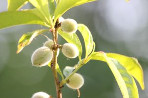 nektarine napad pepelnice opadanje plodova plodovi blizanci breskve proreda