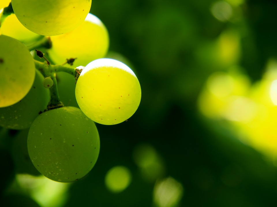 drugi život ožegotine na plodovima sorte vinove loze sorte stonog