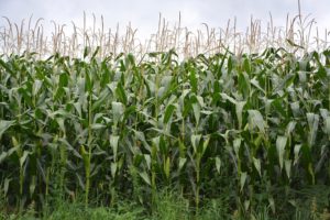bioetanol Folijarna prihrana rastvorom UREE – Poslednjih godina ratari u Kolubarskom okrugu počeli su da primenjuju folijarnu prihranu jarih useva, najčešće kukuruza, rastvorom UREE.