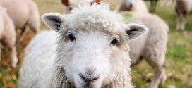 ovce uzgoj đubrivo šuga kombinovanje silaže jagnjad za tov