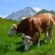 trave izvor savetovanje sremska svetlost uticaj ishrana krava ispaša U austriji farma organsko stočarstvo pašnjaci goveda nemaju