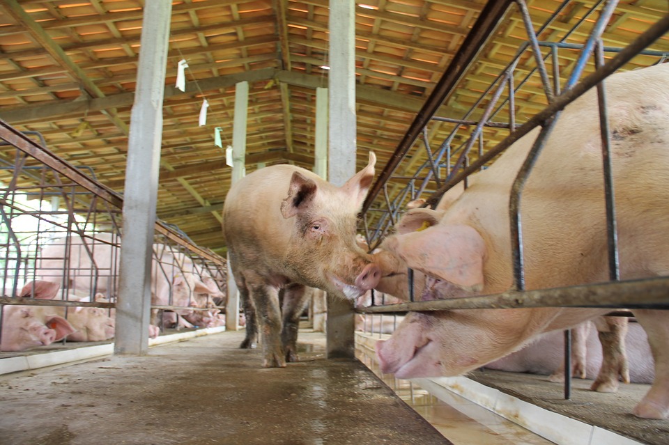 kuga svinja svinje smeštaj svinja kuga svinja u srbiji sočna hraniva