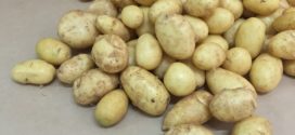 naklijavanje krtola mladi krompir naklijavnje krtola