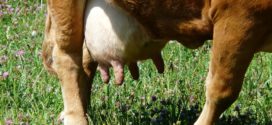 goveda laktacija procena kvaliteta zasušenje mlečnost krava ocena telesne kondicije ishrana krava krave