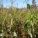 herbicidi skupo divlji sirak korovi u njivi korovi pobeđuju herbicidi ubijaju