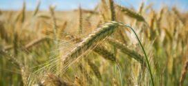 polegla pšenica dan polja delta kvalitet pšenice