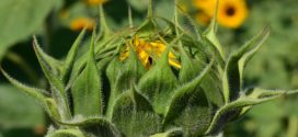 setva suncokreta suncokret kultiviranje suncokret zaštita suncokret medna suncokret bela trulež