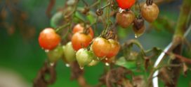 virus paradajza crna pegavost stenica nezera virusi u bolesti povrća grinje virusi na paradajzu