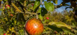 manjak elelmenata jabuke napada zabrana aktivnih materija