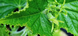 grinje oprašivanje biljaka krastavac , bolesti krastavac plamenjača zaštita paradajza