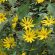 čičoka spravljanje smeša