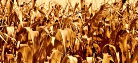 kukuruz suša plesnivost gubitak u poljoprivredi crvenilo kukuruza
