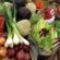 biofertilizacija plasticni organska proizvodnja hlor mraz u povrću