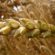 cene raduju bolesti žita fendt kombajni durum pšenica proteini prihrana hibridi pšenice klub 100p deklarisano seme hrana za evropu fuzarioza kvalitet zrna otkup 20 dinara