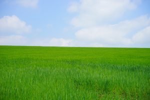 bokorenje urea kao tritikale psenica pojava azotne depresije otpornost pšenice kaljenje biljaka