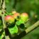 aplikacija mapmyapple Jabukin smotavac