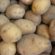 krompir silaža semenski krompir temperatura prašna krastavost