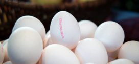 izbor jaja proteini nosivost jaja tretman jaja