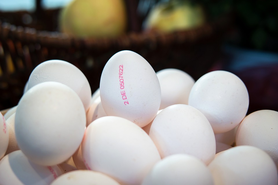 izbor jaja proteini nosivost jaja tretman jaja