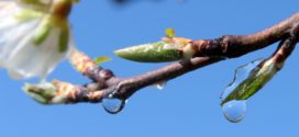 kalifornijska šljiva voćnjak početak vrste pupoljaka