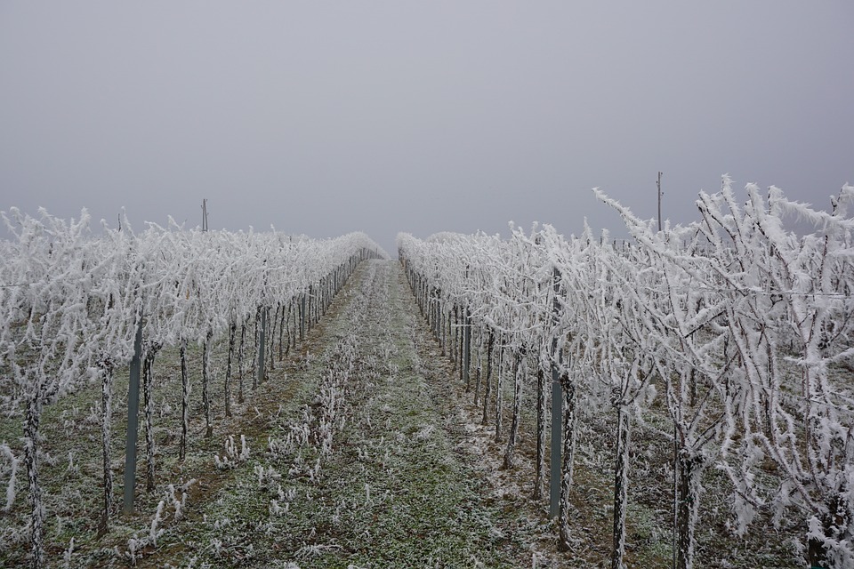 bolesti vinove loze niske temperature u vinogradu