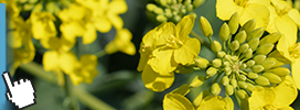 baner dekalb