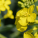 baner dekalb