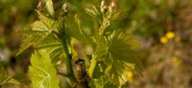 grinje vinove prihrana vinove loze