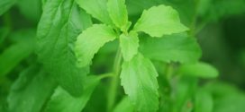 stevia