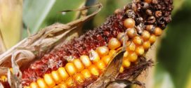 kotobanja aflatoksini aflatoksin gljive na kukuruzu